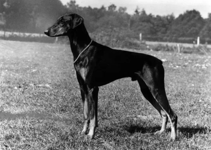 Framed Print : FALL / DOBERMANN / 1975 Framed Print : FALL / DOBERMANN / 1975