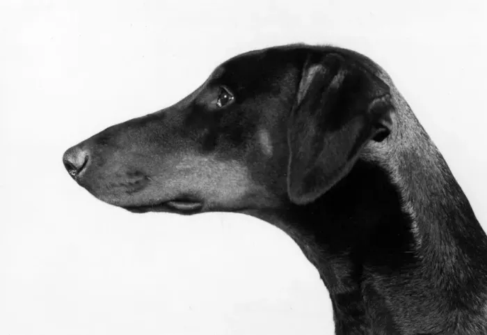 Framed Print : FALL / DOBERMANN / 1982 Framed Print : FALL / DOBERMANN / 1982