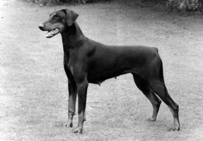 Framed Print : FALL / DOBERMANN / 1983 Framed Print : FALL / DOBERMANN / 1983
