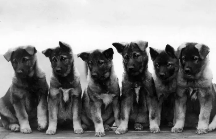 Framed Print : FALL / ELKHOUND / PUPPIES Framed Print : FALL / ELKHOUND / PUPPIES
