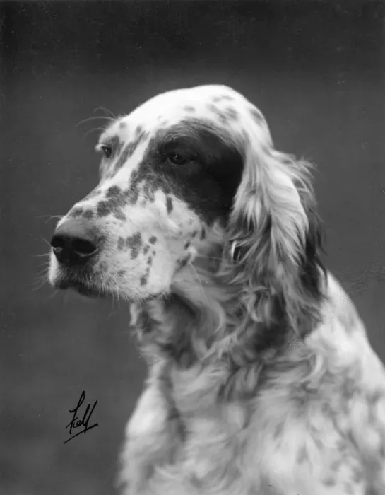 Framed Print : FALL / ENGLISH SETTER / 1929 Framed Print : FALL / ENGLISH SETTER / 1929