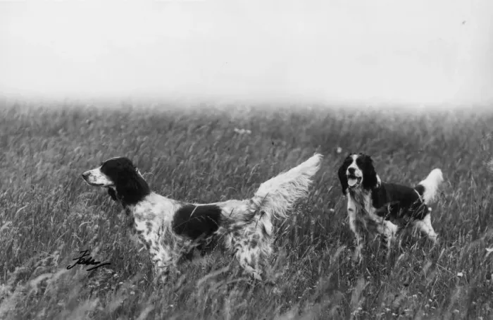 Framed Print : FALL / ENGLISH SETTER / 1936 Framed Print : FALL / ENGLISH SETTER / 1936