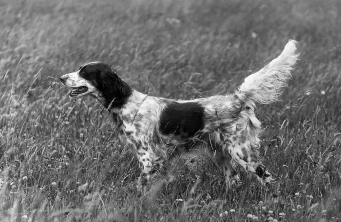Framed Print : FALL / ENGLISH SETTER / 1936 Framed Print : FALL / ENGLISH SETTER / 1936