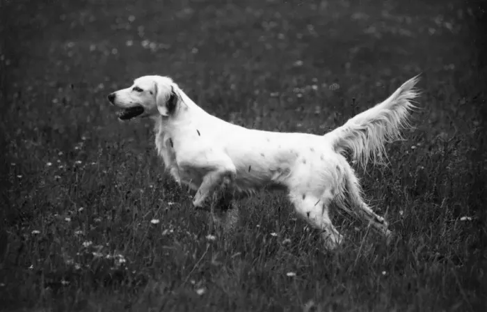 Framed Print : FALL / ENGLISH SETTER / 1938 Framed Print : FALL / ENGLISH SETTER / 1938