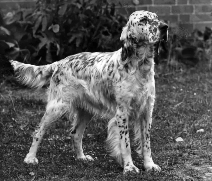 Framed Print : FALL / ENGLISH SETTER / 1953 Framed Print : FALL / ENGLISH SETTER / 1953