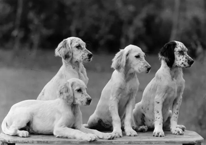 Framed Print : FALL / ENGLISH SETTER / PUPS Framed Print : FALL / ENGLISH SETTER / PUPS