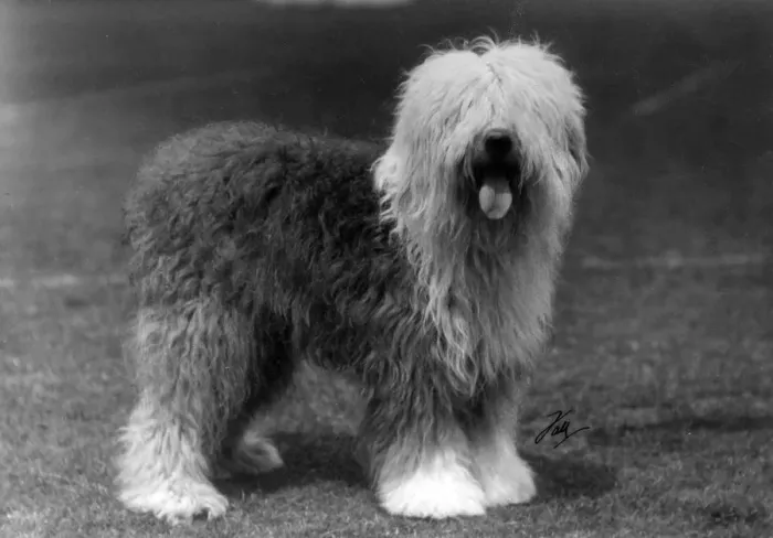 Framed Print : FALL / ENGLISH SHEEPDOG / 29 Framed Print : FALL / ENGLISH SHEEPDOG / 29