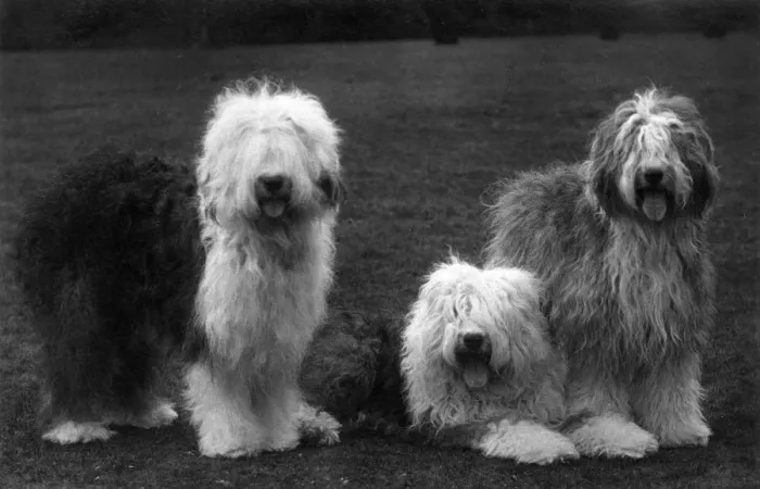 Framed Print : FALL / ENGLISH SHEEPDOG / 38 Framed Print : FALL / ENGLISH SHEEPDOG / 38