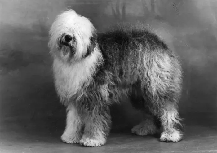 Framed Print : FALL / ENGLISH SHEEPDOG / 49 Framed Print : FALL / ENGLISH SHEEPDOG / 49