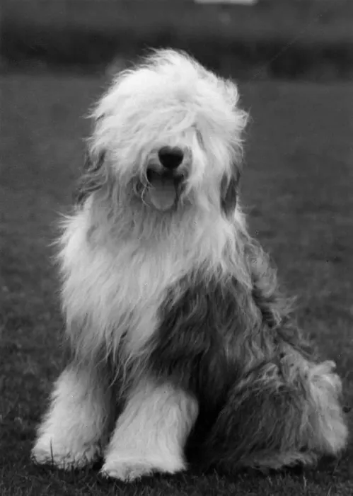 Framed Print : FALL / ENGLISH SHEEPDOG / 63 Framed Print : FALL / ENGLISH SHEEPDOG / 63