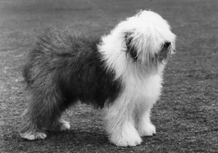 Framed Print : FALL / ENGLISH SHEEPDOG / 65 Framed Print : FALL / ENGLISH SHEEPDOG / 65