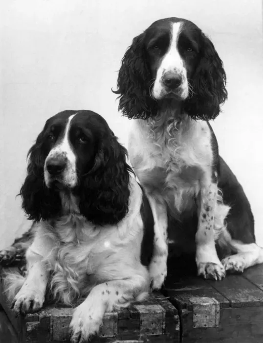 Framed Print : FALL / ENGLISH SPRINGER / 38 Framed Print : FALL / ENGLISH SPRINGER / 38