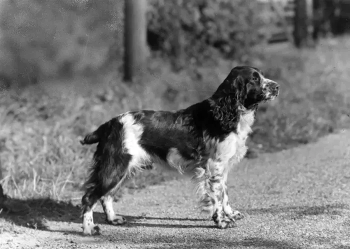 Framed Print : FALL / ENGLISH SPRINGER / 43 Framed Print : FALL / ENGLISH SPRINGER / 43