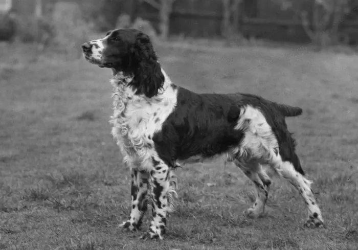 Framed Print : FALL / ENGLISH SPRINGER / 60 Framed Print : FALL / ENGLISH SPRINGER / 60