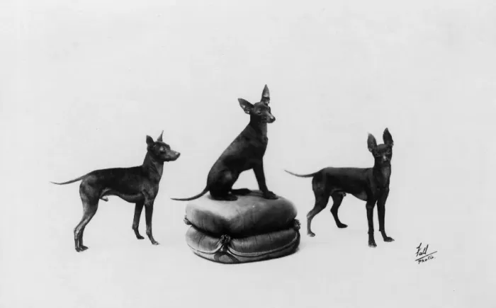 Framed Print : Fall / English Toy Terrier Framed Print : Fall / English Toy Terrier