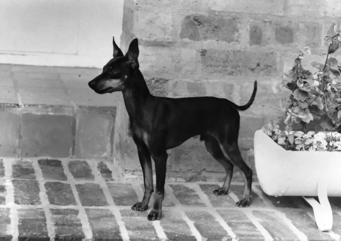 Framed Print : Fall / English Toy Terrier Framed Print : Fall / English Toy Terrier
