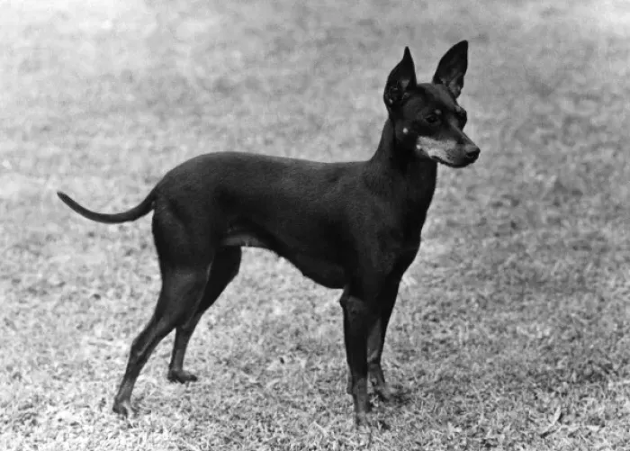 Framed Print : Fall / English Toy Terrier Framed Print : Fall / English Toy Terrier