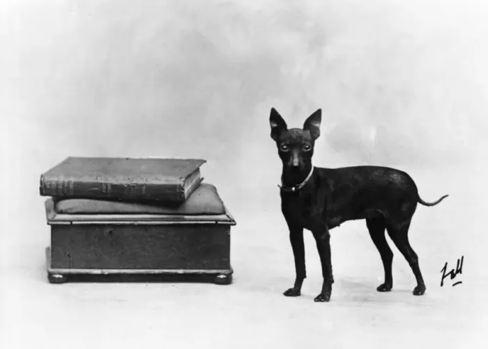 Framed Print : Fall / English Toy Terrier Framed Print : Fall / English Toy Terrier