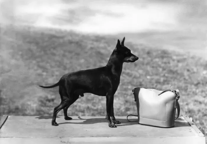 Framed Print : Fall / English Toy Terrier Framed Print : Fall / English Toy Terrier
