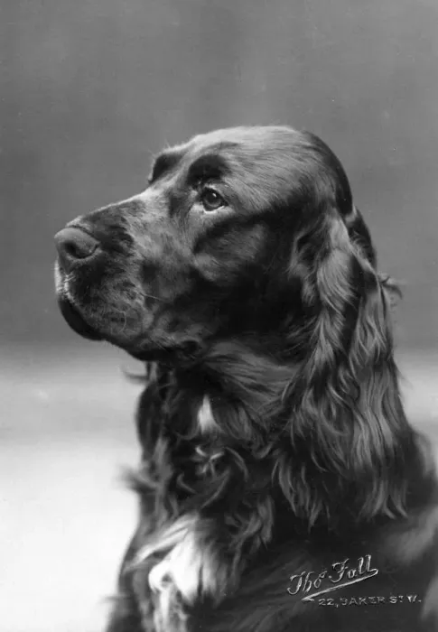 Framed Print : FALL / FIELD SPANIEL / 1928 Framed Print : FALL / FIELD SPANIEL / 1928