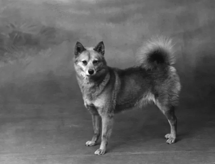 Framed Print : Fall / Finnish Spitz / 1934 Framed Print : Fall / Finnish Spitz / 1934