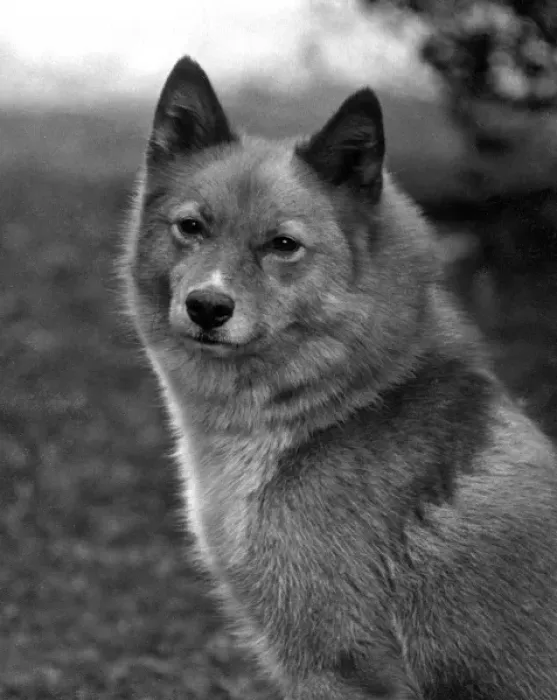 Framed Print : Fall / Finnish Spitz / 1934 Framed Print : Fall / Finnish Spitz / 1934