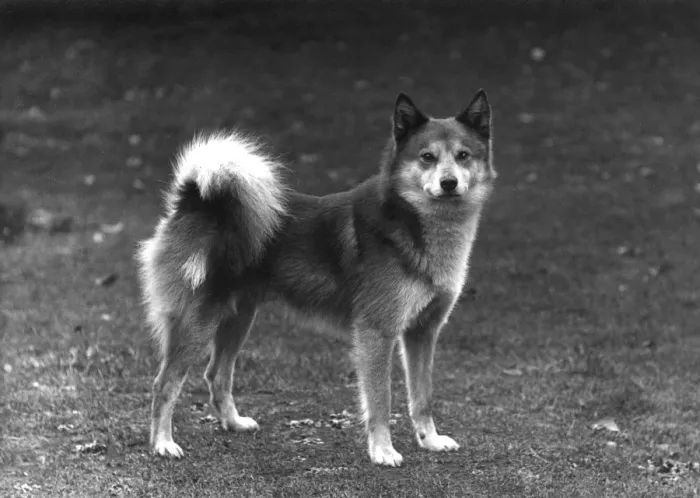 Framed Print : Fall / Finnish Spitz / 1936 Framed Print : Fall / Finnish Spitz / 1936