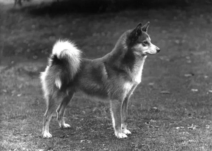Framed Print : Fall / Finnish Spitz / 1936 Framed Print : Fall / Finnish Spitz / 1936