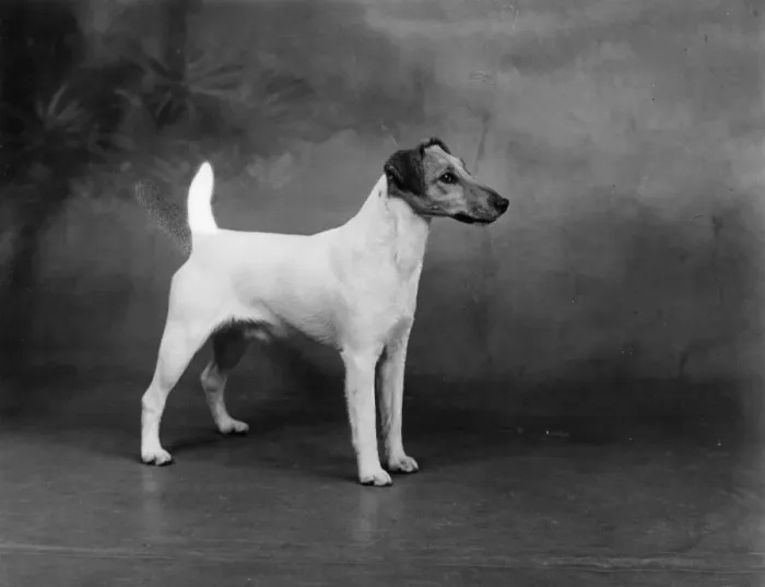 Framed Print : FALL / FOX TERRIER / 1940 Framed Print : FALL / FOX TERRIER / 1940