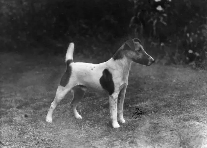 Framed Print : FALL / FOX TERRIER / 1949 Framed Print : FALL / FOX TERRIER / 1949
