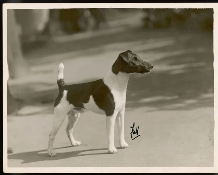 Framed Print : FALL / FOX TERRIER / TAFFY Framed Print : FALL / FOX TERRIER / TAFFY