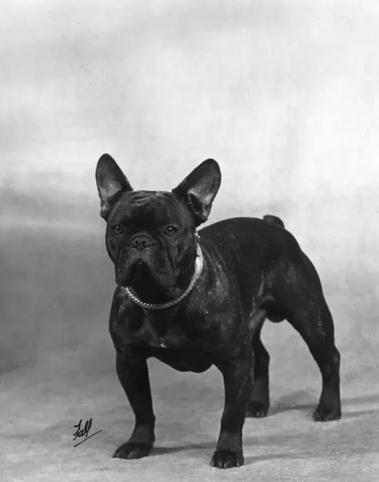 Framed Print : Fall / French Bulldog Champion Rossi of Elmsleigh Framed Print : Fall / French Bulldog Champion Rossi of Elmsleigh