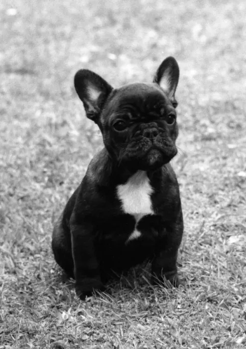 Framed Print : Fall / French Bulldog / Pup Framed Print : Fall / French Bulldog / Pup