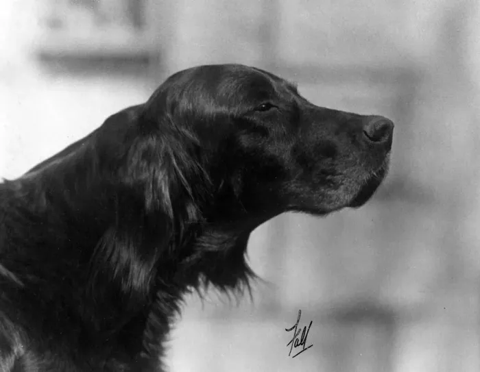 Framed Print : FALL / GORDON SETTER / 1931 Framed Print : FALL / GORDON SETTER / 1931