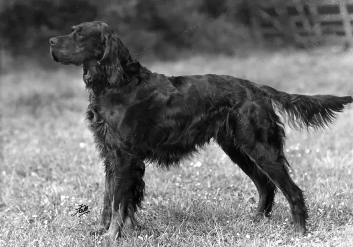 Framed Print : FALL / GORDON SETTER / 1949 Framed Print : FALL / GORDON SETTER / 1949