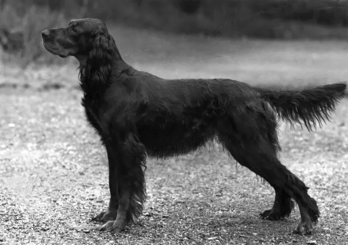 Framed Print : FALL / GORDON SETTER / 1957 Framed Print : FALL / GORDON SETTER / 1957