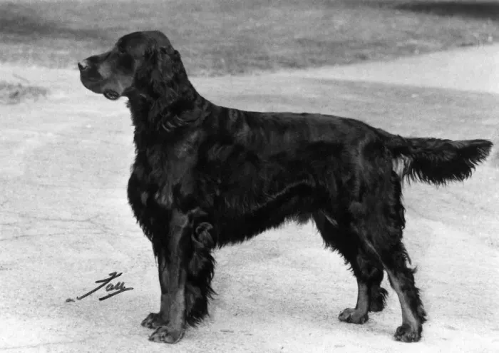 Framed Print : FALL / GORDON SETTER / 1967 Framed Print : FALL / GORDON SETTER / 1967