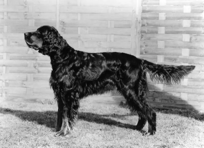 Framed Print : FALL / GORDON SETTER / 1974 Framed Print : FALL / GORDON SETTER / 1974