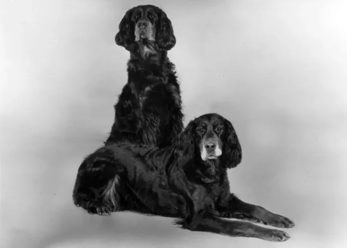 Framed Print : FALL / GORDON SETTER / 1981 Framed Print : FALL / GORDON SETTER / 1981