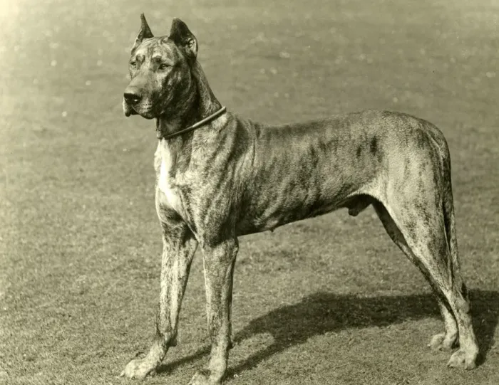 Framed Print : FALL / GREAT DANE / 1897 Framed Print : FALL / GREAT DANE / 1897