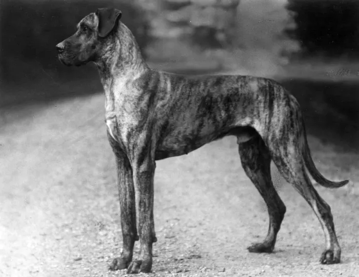 Framed Print : FALL / GREAT DANE / 1929 Framed Print : FALL / GREAT DANE / 1929