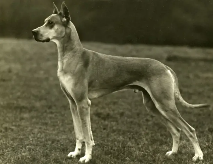 Framed Print : FALL / GREAT DANE / 1931 Framed Print : FALL / GREAT DANE / 1931