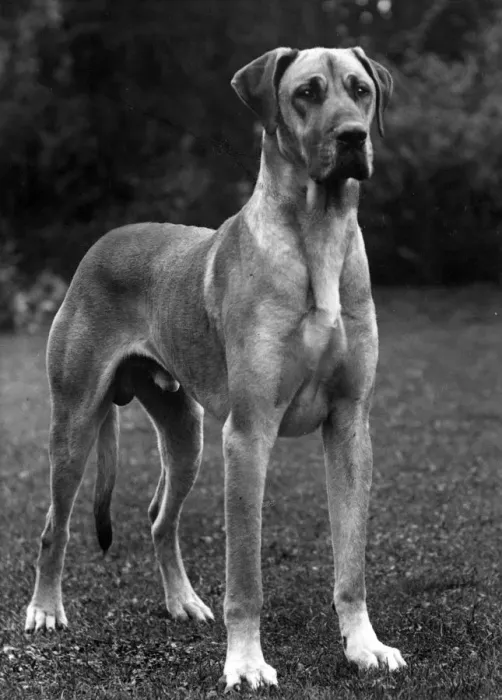 Framed Print : FALL / GREAT DANE / 1936 Framed Print : FALL / GREAT DANE / 1936