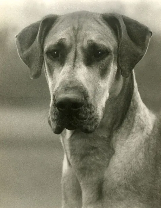 Framed Print : FALL / GREAT DANE / 1938 Framed Print : FALL / GREAT DANE / 1938