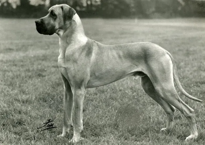 Framed Print : FALL / GREAT DANE / 1961 Framed Print : FALL / GREAT DANE / 1961