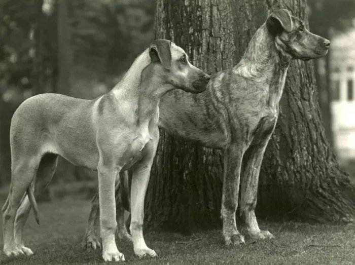 Framed Print : FALL / GREAT DANES / 1936 Framed Print : FALL / GREAT DANES / 1936
