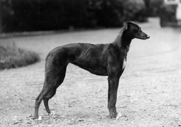 Framed Print : FALL / GREYHOUND / 1927 Framed Print : FALL / GREYHOUND / 1927