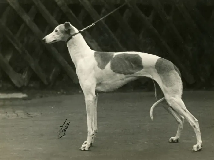 Framed Print : FALL / GREYHOUND / 1932 Framed Print : FALL / GREYHOUND / 1932