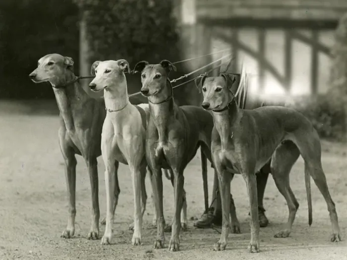 Framed Print : FALL / GREYHOUND / 1933 Framed Print : FALL / GREYHOUND / 1933