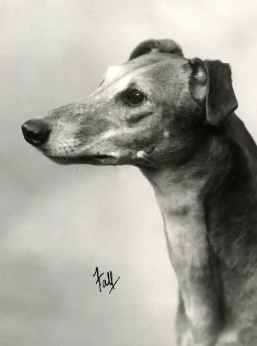 Framed Print : FALL / GREYHOUND / 1934 Framed Print : FALL / GREYHOUND / 1934